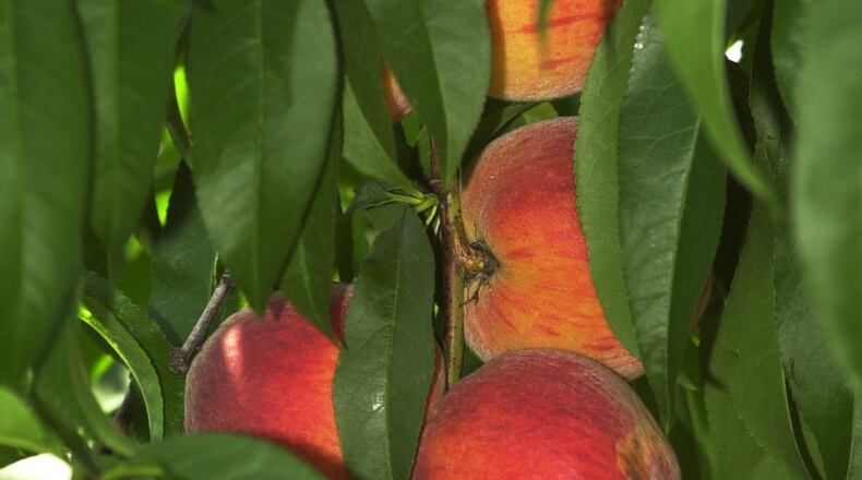 020612 - LOCUST GROVE, GA -- These are some of the peaches on a tree at the Gardner Peach Orchid in Locust Grove,GA on Wednesday, June 12, 2002. The peacheas are availble from June thru August. The peaches prices range from $2 to 12. Throughout the summer consumers will be able to pick over 6 varities of peaches along with black berries and blue berries. The orchard has been in existance for over 75 years and is one of the few places to pick peaches in the metro area. (JOHNNY CRAWFORD AJC staff)
