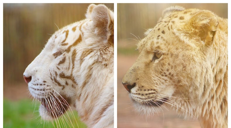 Athena (left), a white tiger, and Nika, a liger (a lion/tiger hybrid), escaped from their enclosure at the Pine Mountain Wild Animal Safari during Saturday night's storms that caused enormous destruction in Troup County and elsewhere in southwest  Georgia. The big cats enjoyed a brief moment of freedom before they were recaptured. Photos: Courtesy Wild Animal Safari