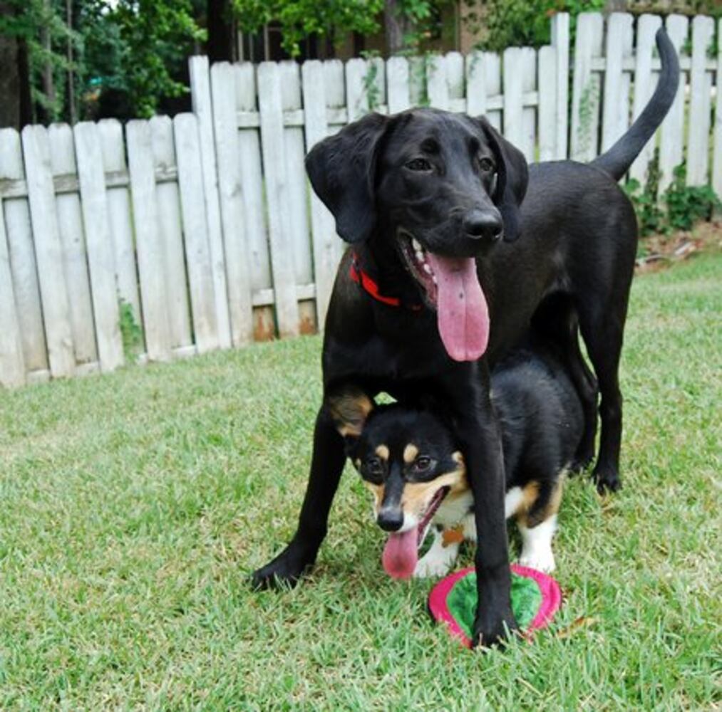 T.G.I.F.: Atlanta's Smiling Pets