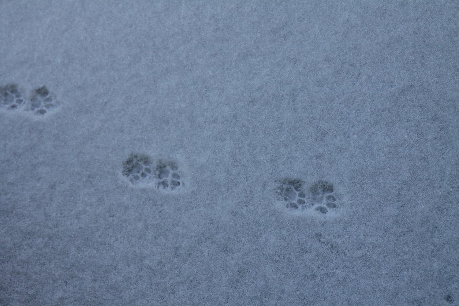 Can you identify these animal tracks?