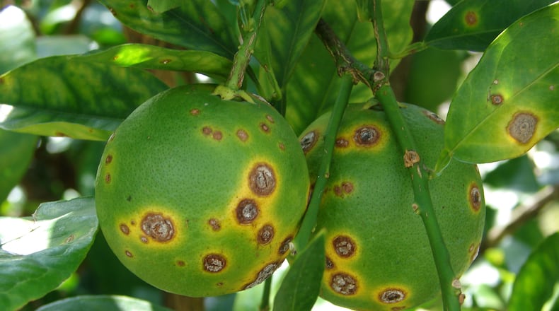 An image of fruit from a tree infected with citrus canker, a bacteria that is harmless to humans and animals, but that can affect the marketability of produce. Source: SPECIAL TO THE AJC