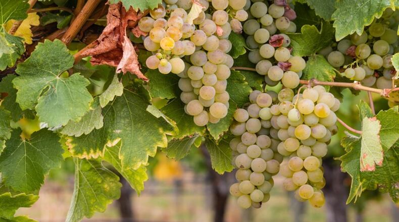 Reisling is a white grape variety with a wide range of styles and flavors. (Dreamstime)