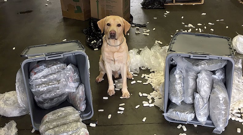 Pacman, a yellow lab, joined the Clayton County District Attorney's Office five years ago.