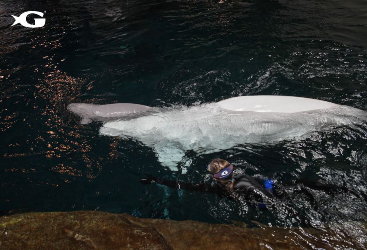Baby Beluga whale at Georgia Aquarium