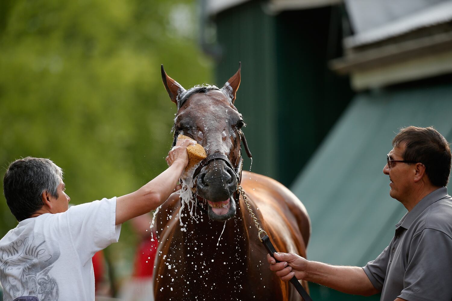American Pharaoh wins 2015 Preakness Stakes