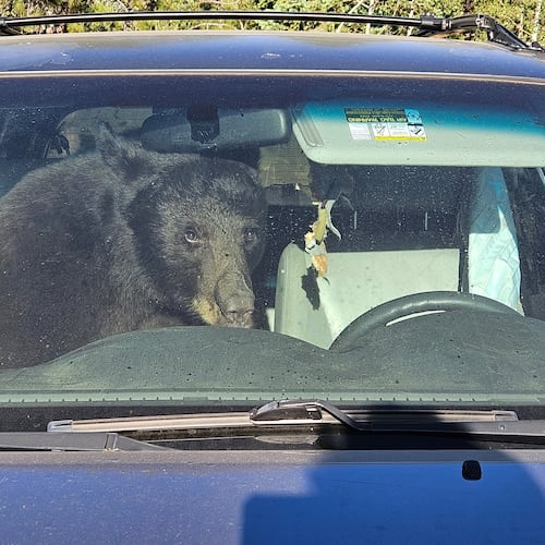 A bear sits in a car after getting stuck inside of it Sunday, July 19, 2026 in Gold Hill, Colo. (Patrick Sullivan via AP)wld