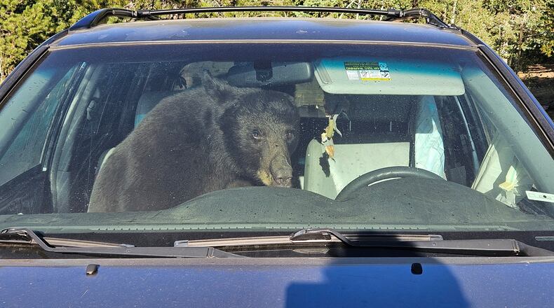 A bear sits in a car after getting stuck inside of it Sunday, July 19, 2026 in Gold Hill, Colo. (Patrick Sullivan via AP)wld