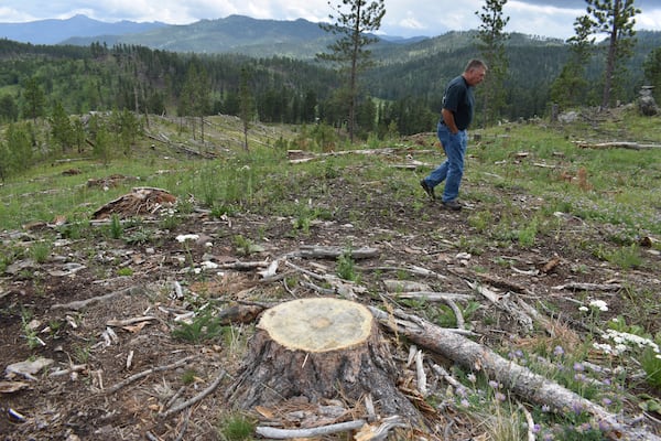 Blaine Cook, a retired U.S. Forest Service forest management scientist, walks through a logging site in the Black Hills National Forest, on July 14, 2021, near Custer City, S.D. Cook said his monitoring work last decade showed too many trees were being cut from the forest. (AP Photo/Matthew Brown)