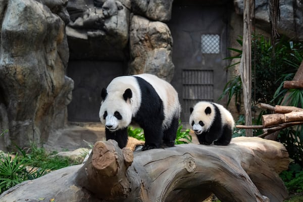 Giant panda Ying Ying, left, and her daughter Jia Jia are seen at their enclosure in Ocean Park in Hong Kong, Tuesday, May 27, 2025. (AP Photo/Chan Long Hei)