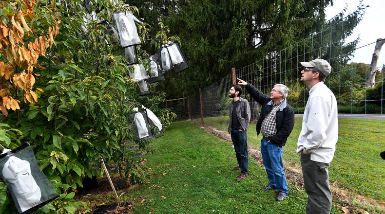 FILE - Vernon Coffey, left, William Powell and Andy Newhouse prepare to harvest genetically modified chestnut samples at the State University of New York's College of Environmental Science & Forestry Lafayette Road Experiment Station in Syracuse, N.Y., Sept. 30, 2019. (AP Photo/Adrian Kraus, File)