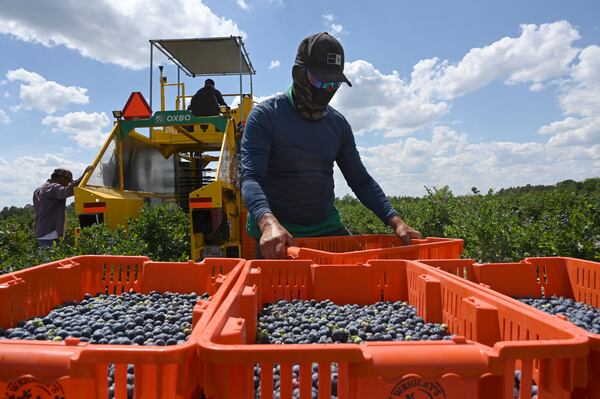 Farmworkers harvest blueberries at Wrigley's Fields in Bristol, Georgia. (Hyosub Shin/AJC)