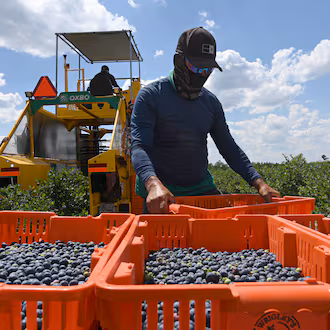 Farmworkers harvest blueberries at Wrigley’s Fields on Tuesday, May 5, 2026, in Bristol, Georgia. Naturipe Farms is a major player in the berry category, growing and marketing blueberries, strawberries, raspberries and blackberries. The company is structured as a grower-owned organization, with four ownership partners—each a collective of growers—including MBG Marketing, which works with Wrigley's Fields. (Hyosub Shin/AJC)