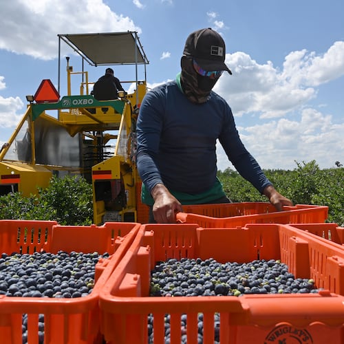 Farmworkers harvest blueberries at Wrigley’s Fields on Tuesday, May 5, 2026, in Bristol, Georgia. Naturipe Farms is a major player in the berry category, growing and marketing blueberries, strawberries, raspberries and blackberries. The company is structured as a grower-owned organization, with four ownership partners—each a collective of growers—including MBG Marketing, which works with Wrigley's Fields. (Hyosub Shin/AJC)
