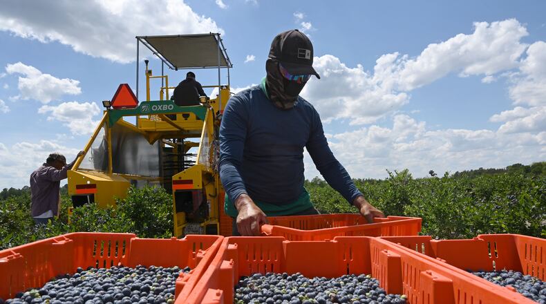 Farmworkers harvest blueberries at Wrigley’s Fields on Tuesday, May 5, 2026, in Bristol, Georgia. Naturipe Farms is a major player in the berry category, growing and marketing blueberries, strawberries, raspberries and blackberries. The company is structured as a grower-owned organization, with four ownership partners—each a collective of growers—including MBG Marketing, which works with Wrigley's Fields. (Hyosub Shin/AJC)