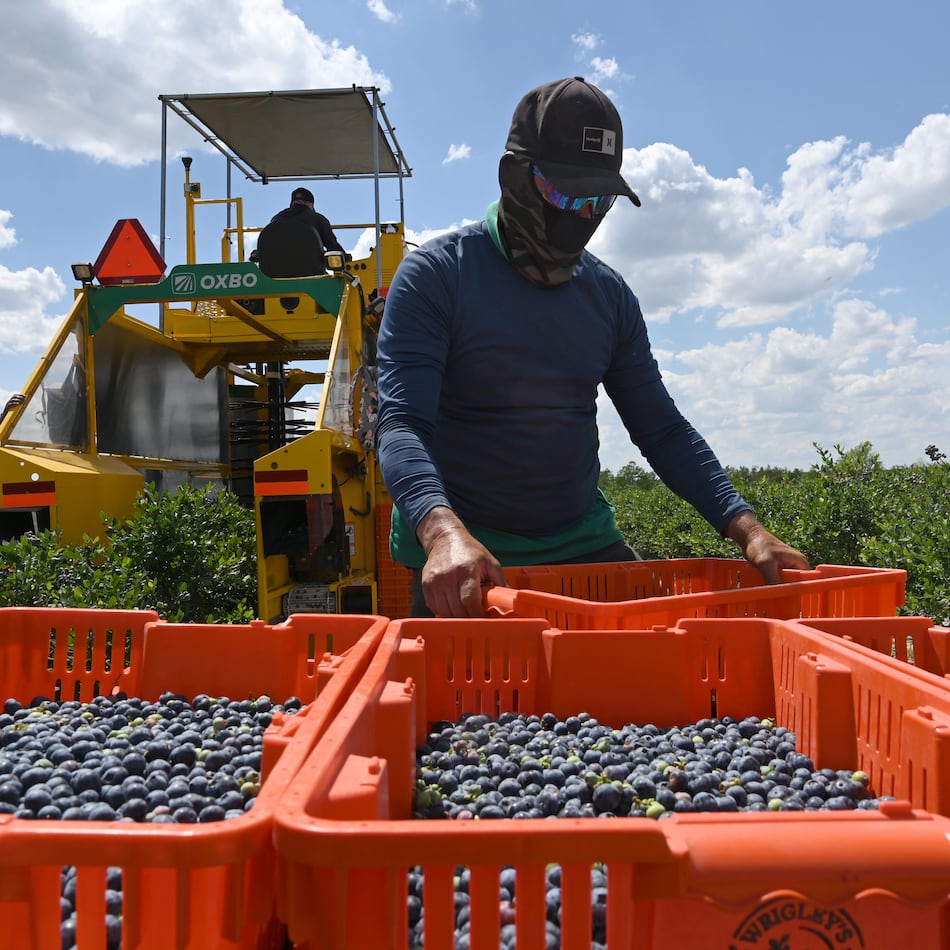 Farmworkers harvest blueberries at Wrigley’s Fields on Tuesday, May 5, 2026, in Bristol, Georgia. Naturipe Farms is a major player in the berry category, growing and marketing blueberries, strawberries, raspberries and blackberries. The company is structured as a grower-owned organization, with four ownership partners—each a collective of growers—including MBG Marketing, which works with Wrigley's Fields. (Hyosub Shin/AJC)