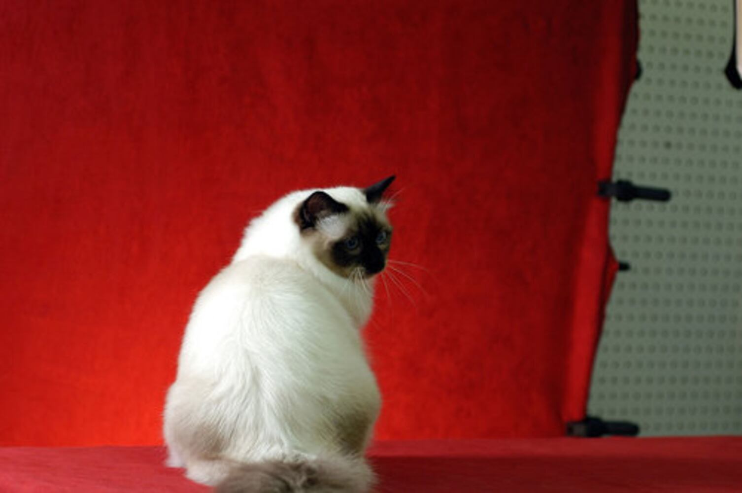 Atlanta Phoenix Cat Society Cat Show