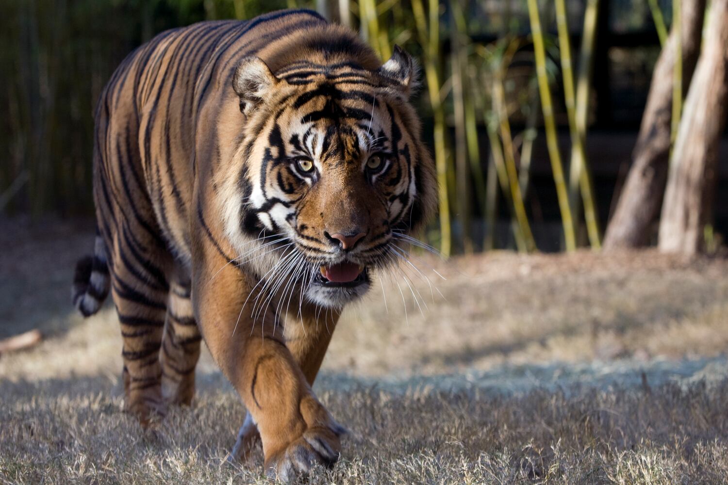 Kavi the Sumatran tiger