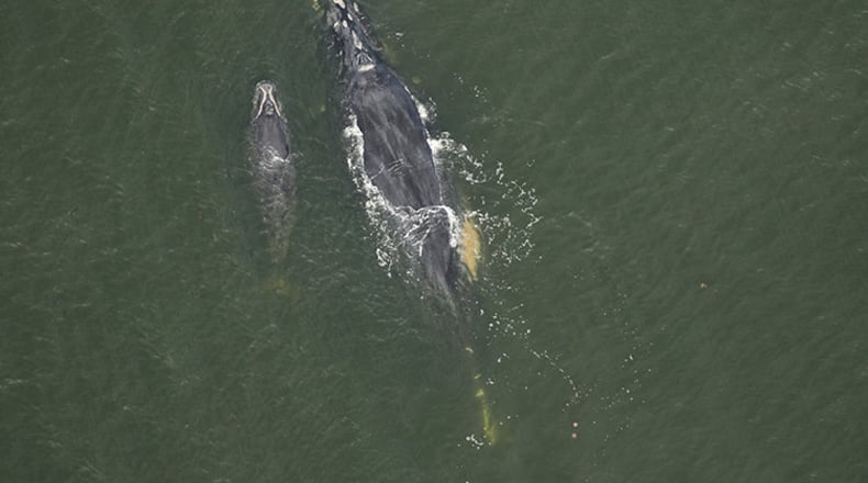 Aerial image looking down at North Atlantic right whale #3503 (Caterpillar) and her first known calf swimming near Ponte Vedra, Florida on Dec. 30, 2024. Credit: Florida Fish and Wildlife Conservation Commission