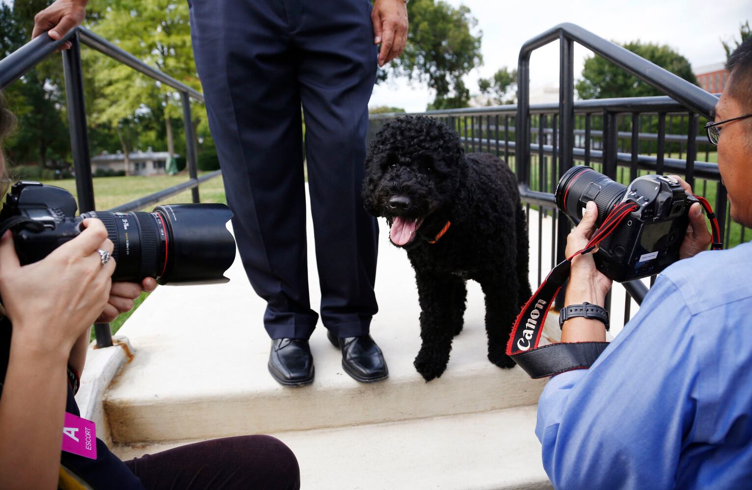 Portuguese Water Dog poses for photographers