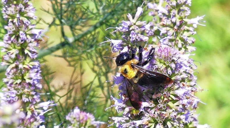 A Southern bumblebee sips nectar from an anise hyssop bloom on the grounds of Dawsonville's City Hall. Spearheaded by an effort by the Dawson County Women's Club, the city is slated to become Georgia's next Bee City USA.
CONTRIBUTED BY CHARLES SEABROOK