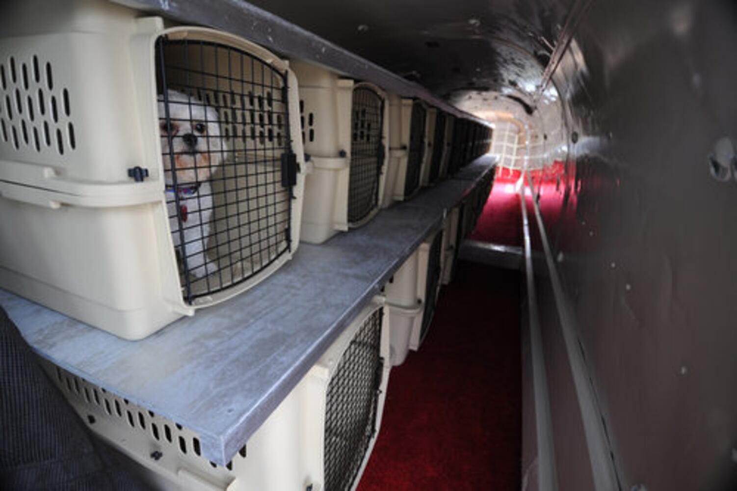 All-pet airline hits skies
