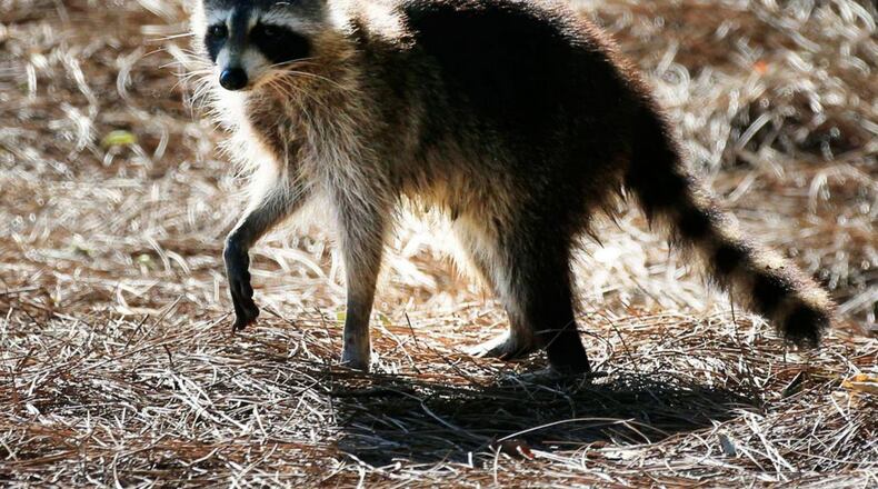 A raccoon captured near Avondale Estates tested positive for rabies.