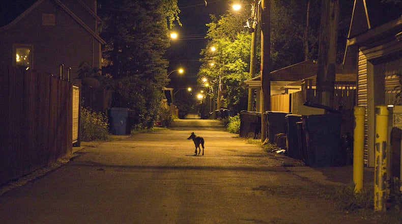 A lone coyote is caught on camera roaming the streets of Atlanta at night.