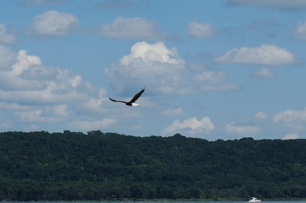A bald eagle flies over the Mississippi River toward Wisconsin from Lake City, Minn., prime territory for the newly official U.S. national bird, on Wednesday, July 9, 2025. (AP Photo/Giovanna Dell'Orto)