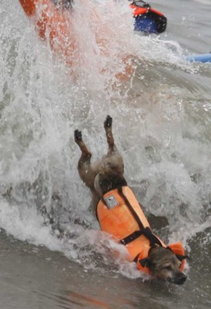 Surfer dogs shoot the curl at contest
