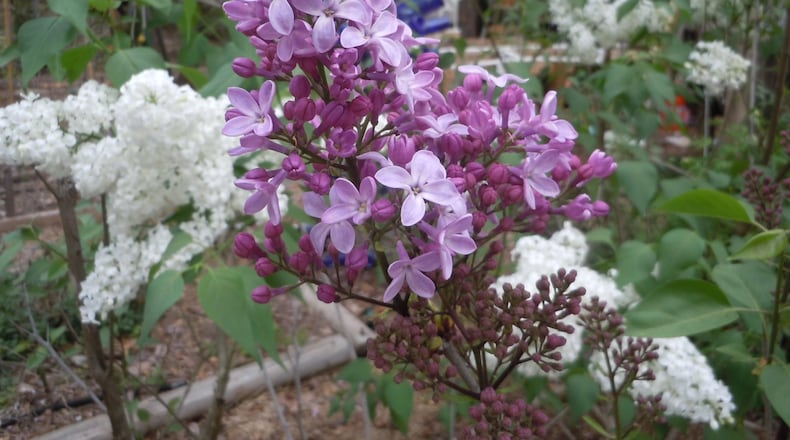 Lilacs bloom fine in Atlanta if you have the right varieties. Contributed by Walter Reeves.