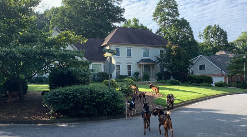 Parker and her dog corraled the goats, with the help from some Brookhaven police officers.