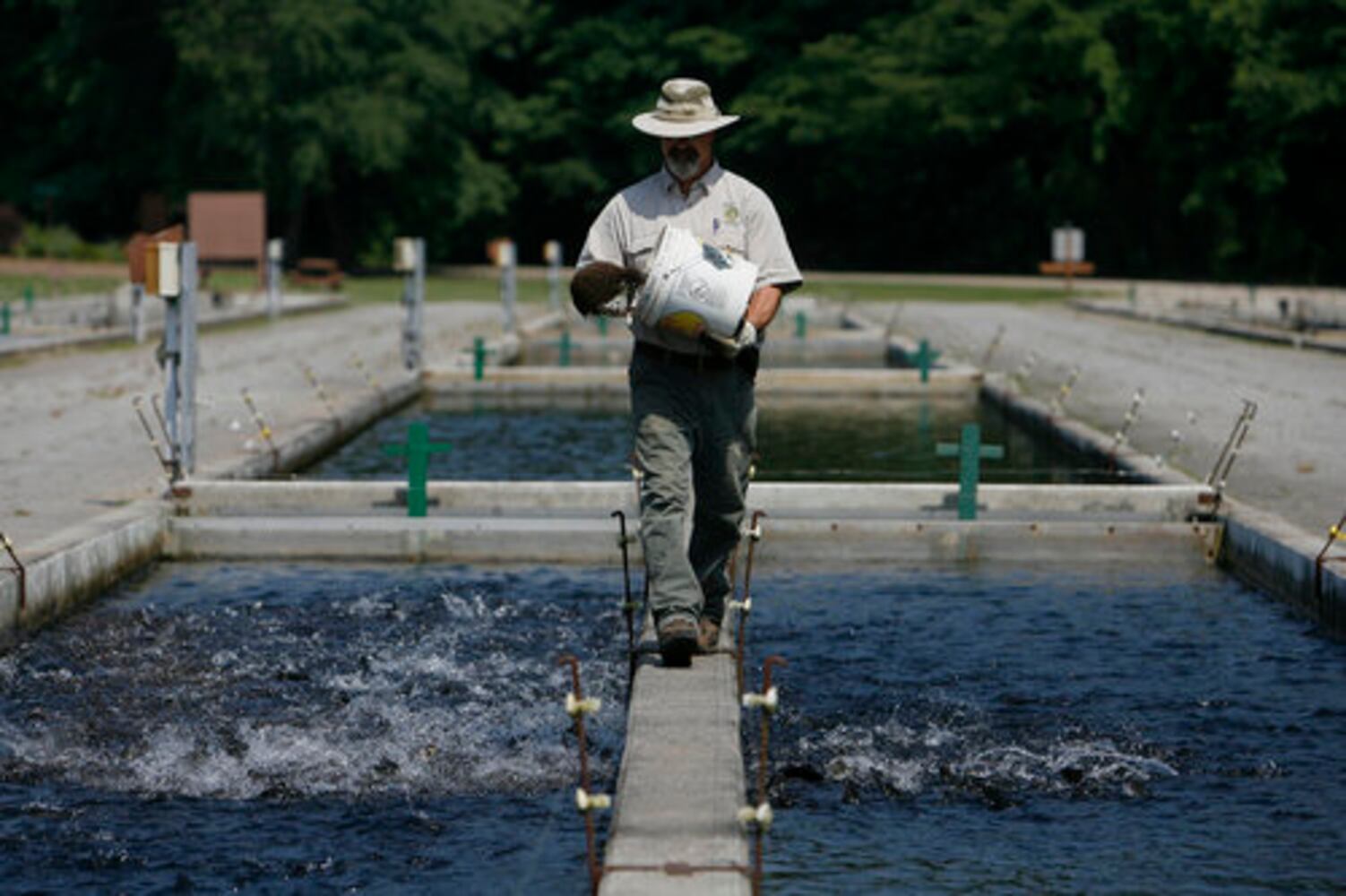 Watch the fish grow this summer