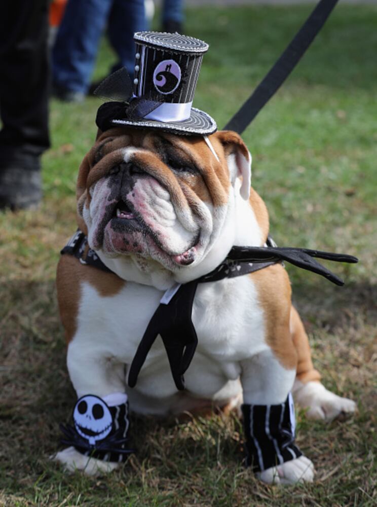 Photos: Dogs put on their HOWLoween best for Barkfest