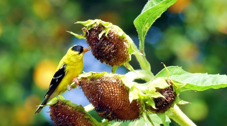 A male goldfinch dines on sunflower seeds in Gwinnett County. Unlike most other birds, goldfinches eat only seeds year-round. They also are Georgia's last birds to nest each year. (Charles Seabrook for The Atlanta Journal-Constitution)
