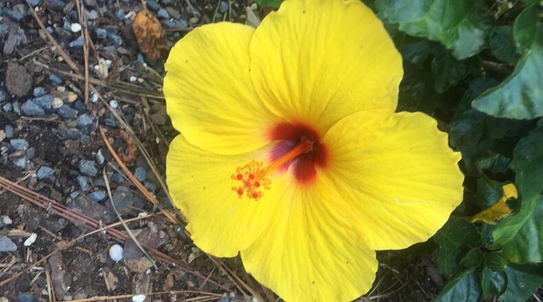 Late summer pruning is best for getting hibiscus to flower in spring. CONTRIBUTED BY WALTER REEVES