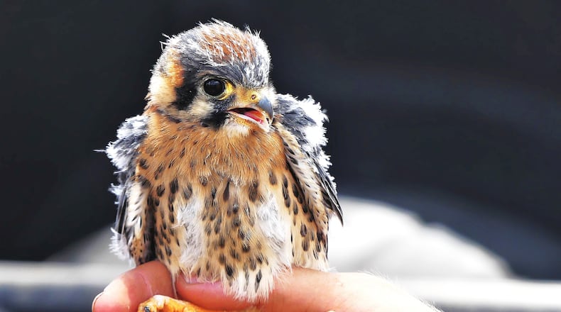 A wildlife technician with Georgia's Wildlife Resources Division holds a 20-day-old Southeastern American kestrel chick. Technicians will attach a metal band to the bird's right leg to help researchers gather data on how to help kestrels survive in Georgia. (Charles Seabrook for The Atlanta Journal-Constitution)