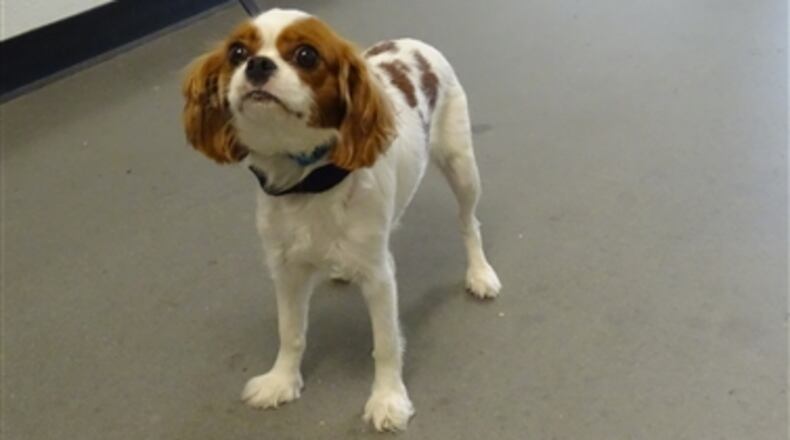 A Duluth woman was arrested and charged with animal cruelty after police saw video of her abusing her dog (pictured) on her apartment balcony.