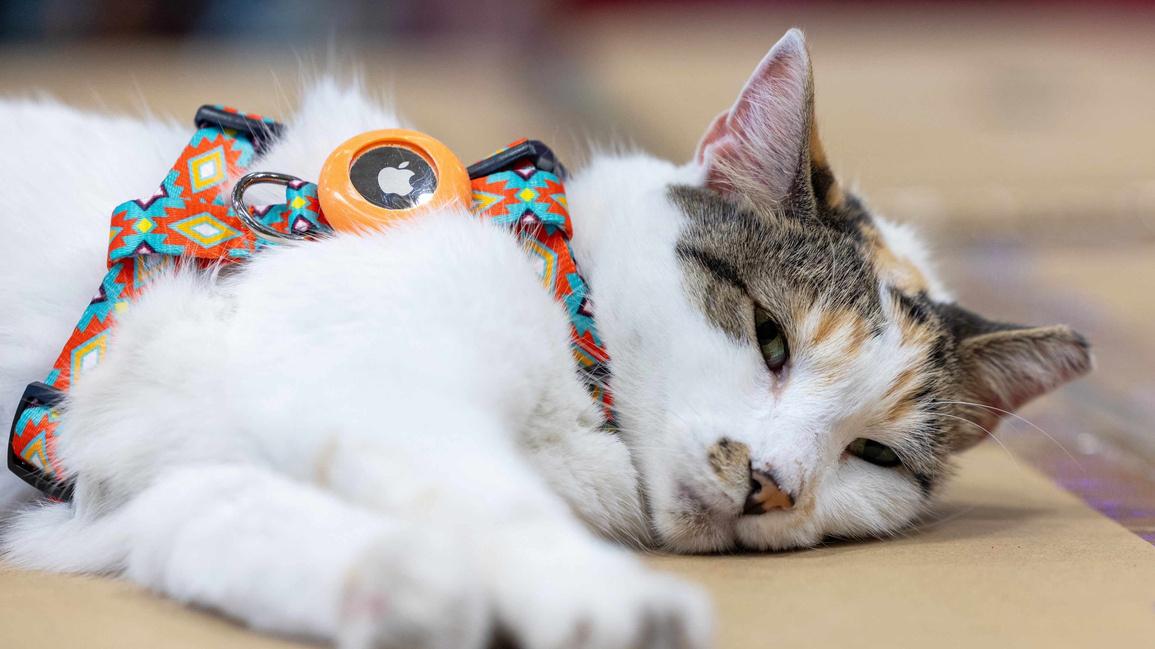 This photo provided by Lowe's shows Francine, the store cat, on Tuesday, Oct. 7, 2025, in Richmond, Va. (Kevin Ridley/Lowe's via AP)