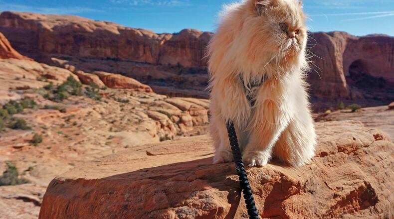 “Floyd” AKA “Floyd the Lion” gets his fill of adventure on hikes through Colorado.Adventure Cats by Laura J Moss / Workman Publishing