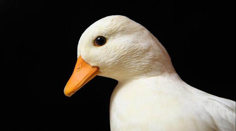 A duck was hit by a golf club wielded by a teen, according to a video posted on social media.