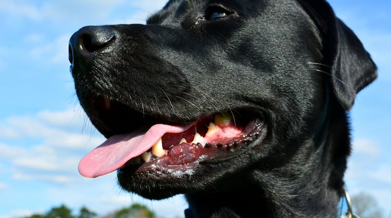 A black lab named Carbon (not pictured) was protected by a man when he bumped into a 7-foot alligator at a golf course lake in Florida. (Justin LaBerge/Flickr (CC BY 2.0))