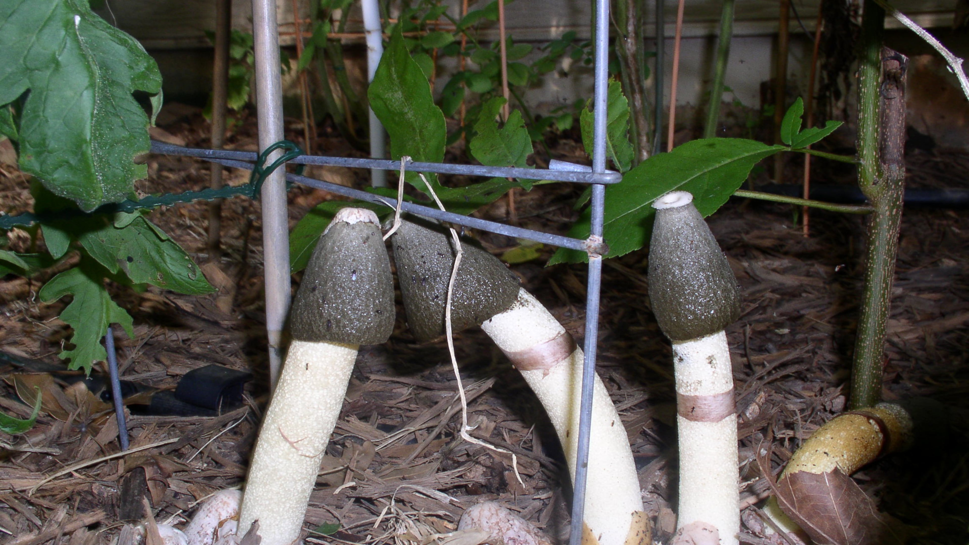 Stinkhorns sprout from 'eggs' buried in mulch when moisture and temperature levels are favorable. The brown 'head' of the mushroom is what stinks to attract pollinating flies and beetles. (Courtesy of Shannon Pable)