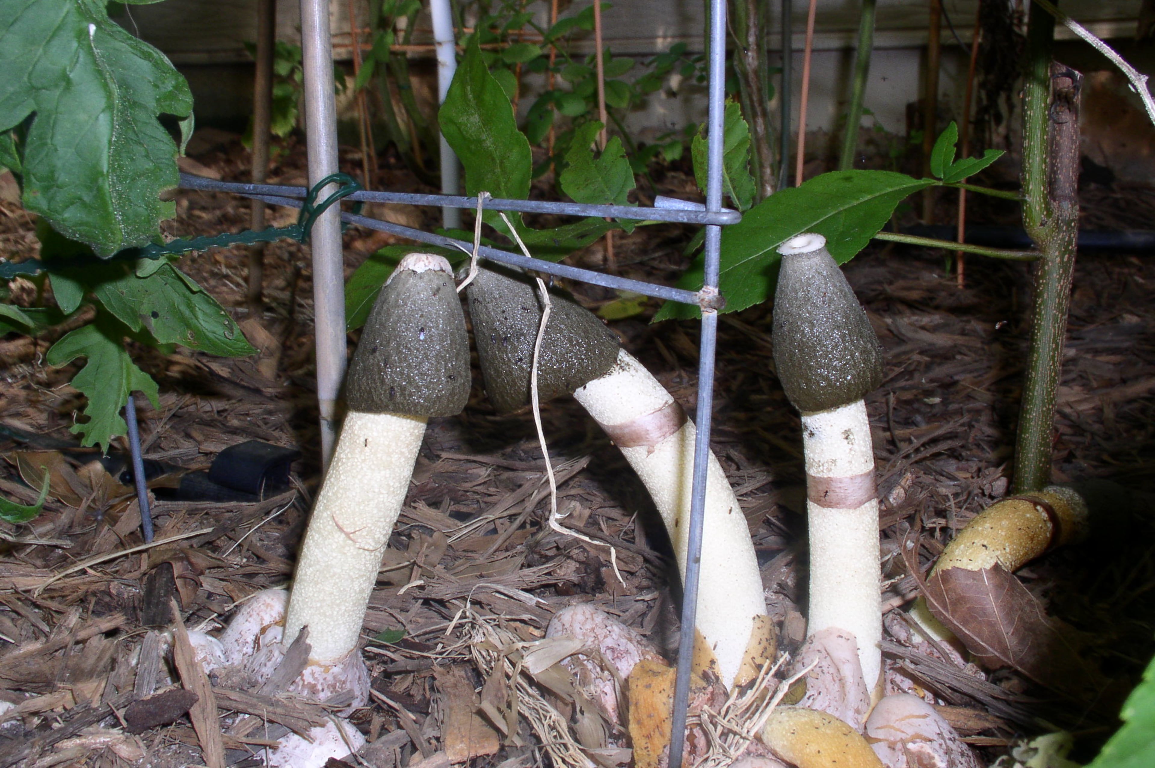 Stinkhorn mushrooms earn their name