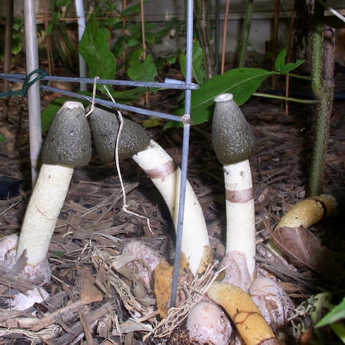 Stinkhorns sprout from 'eggs' buried in mulch when moisture and temperature levels are favorable. The brown 'head' of the mushroom is what stinks to attract pollinating flies and beetles. (Courtesy of Shannon Pable)