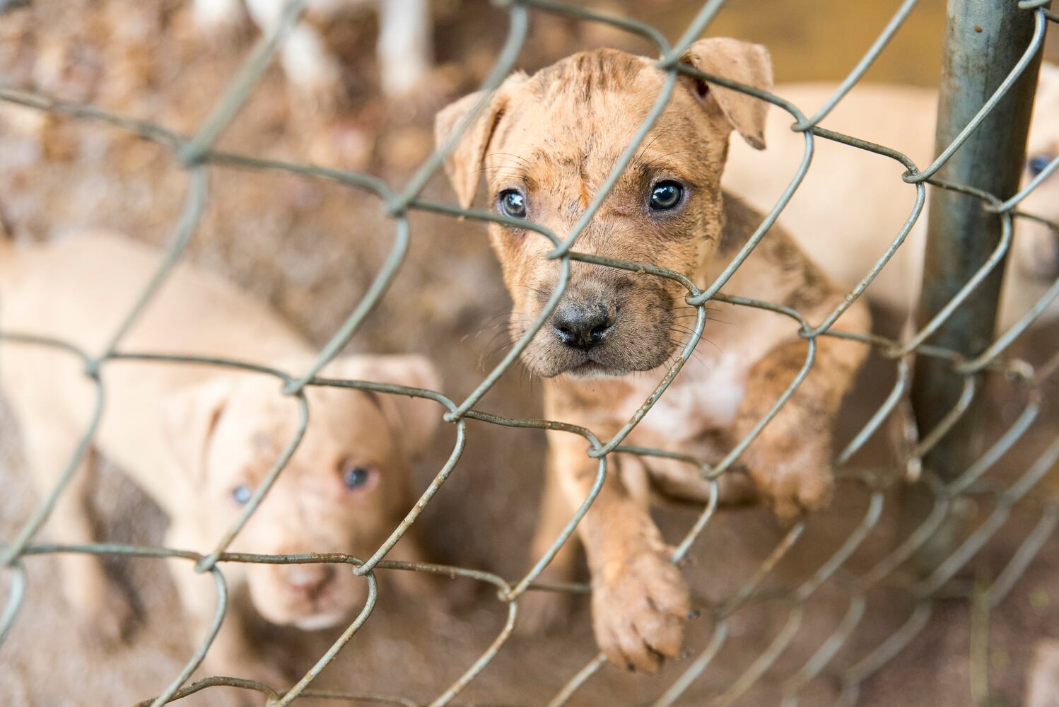 23 dogs seized from suspected Huntersville dog fighting incident