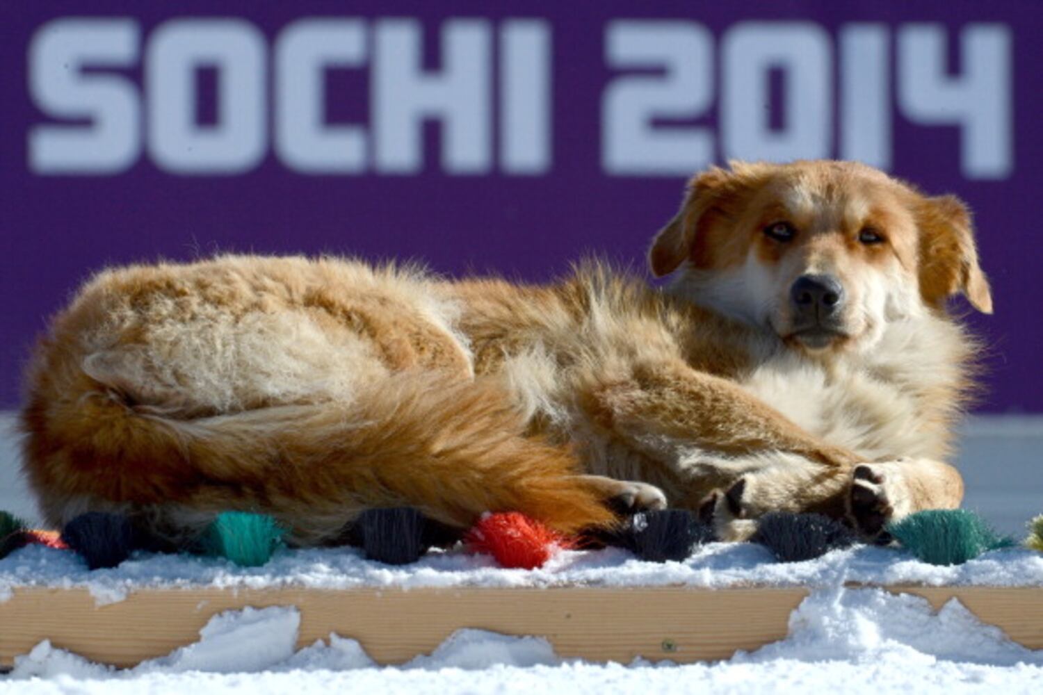 Winter Olympics host city overrun with strays