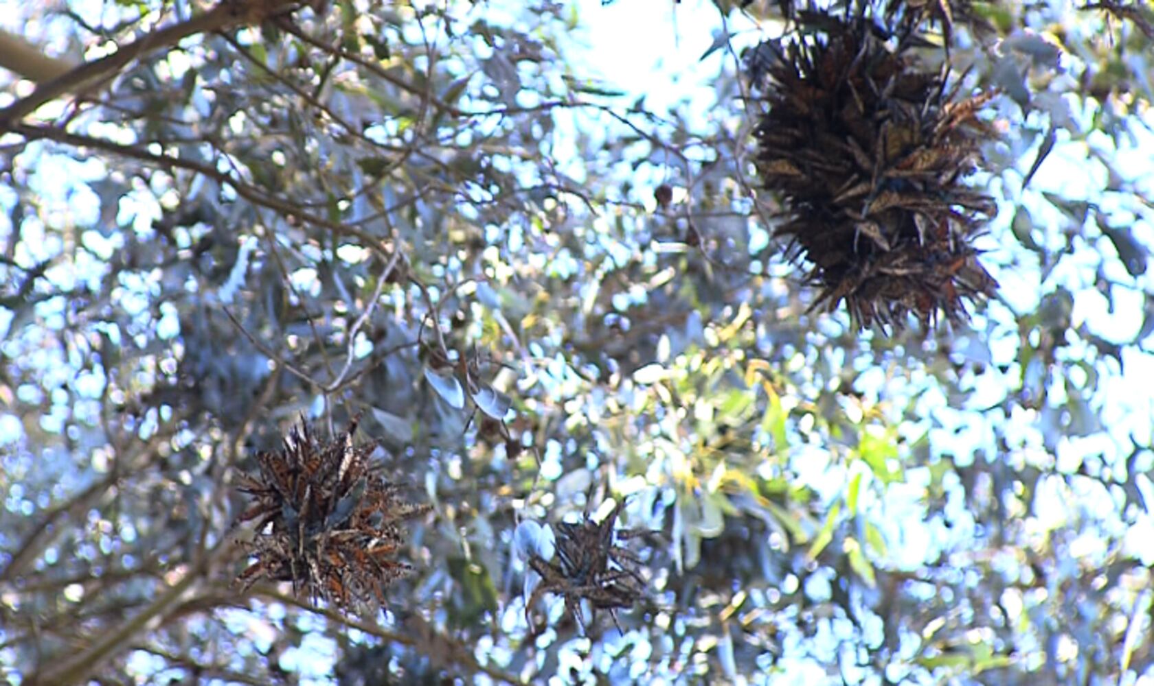 Monarch Butterfly Natural Preserve