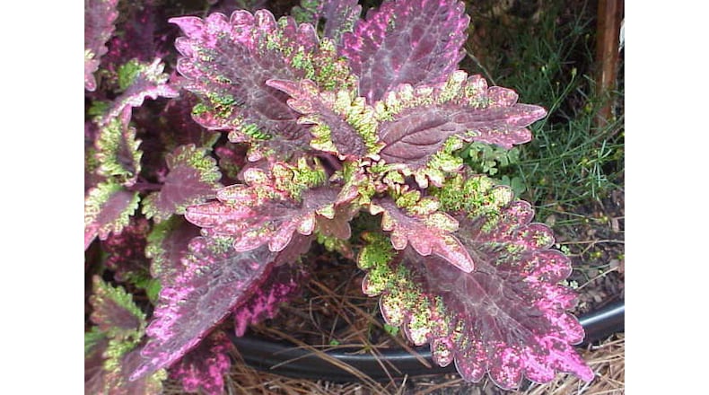 Faced with the color and intricate form of a coleus like this one, gardeners are tempted to bring it indoors for winter. The plant needs lots of light to avoid becoming lanky. (Walter Reeves for The Atlanta Journal-Constitution)
