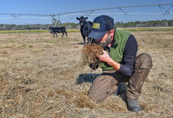Dan Glenn can smell when baleage  is healthy for his cattle to consume.  (CHRIS HUNT FOR THE ATLANTA JOURNAL-CONSTITUTION)