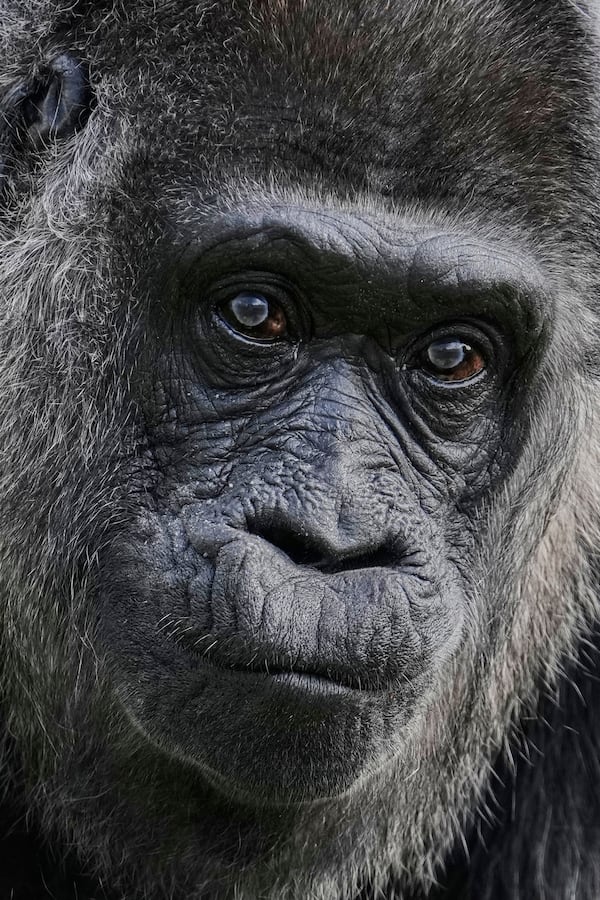 Female gorilla Fatou, the oldest of Berlin's zoo and also believed to be the world's oldest gorilla, looks on as the zoo celebrates her 68th birthday in Berlin, Germany, Friday, April 11, 2025. (AP Photo/Ebrahim Noroozi)